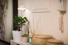 LED osvětlení pro růst rostlin v interiéru