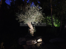 Dekorativní nasvícení stromů, olivovník 