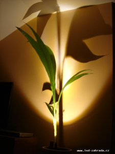 Minus-osvětlení pokojových rostlin 