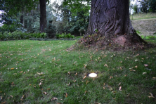 Zemní LED reflektor Atik R1 12V Lightpro osvětlení stromu